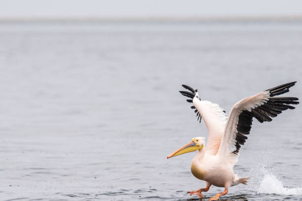 istock Pelican in Walvis Bay 1493114493
