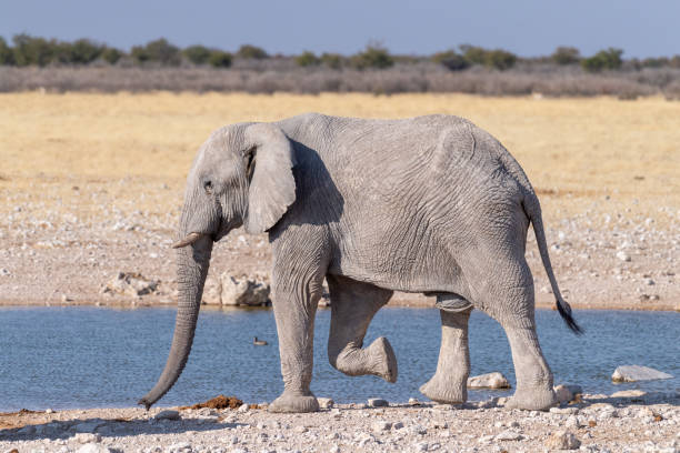istock African Elephant drinking at a waterhole 1493114606
