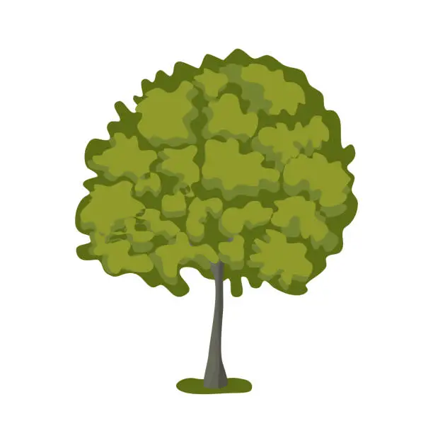 Vector illustration of Basswood tree with lush crown, flat style vector