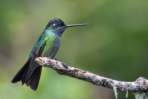 Magnificent hummingbird (Eugenes fulgens), resting on a branch in Costa Rica.