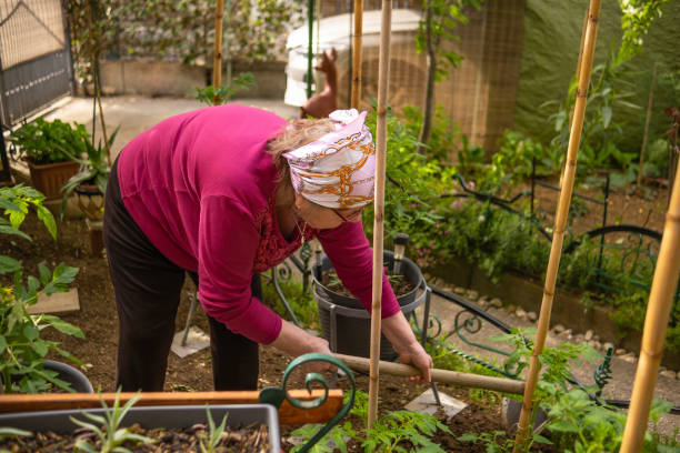 istock Grandmother gardener 1493118889