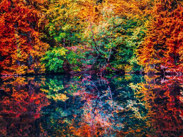 istock Colorful trees reflecting in the water's surface 1493118969