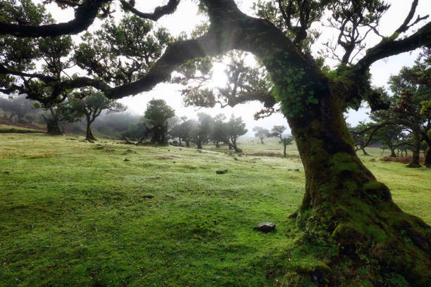 istock Madeira island - Old cedar tree in Fanal forest - Portugal 1493119028
