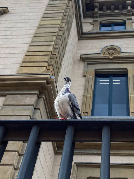 Beautiful pigeon looking majestic on a railing.