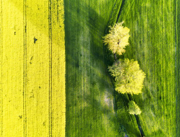 istock Rape field and green wheat field with tree, abstract drone shot 1493119787