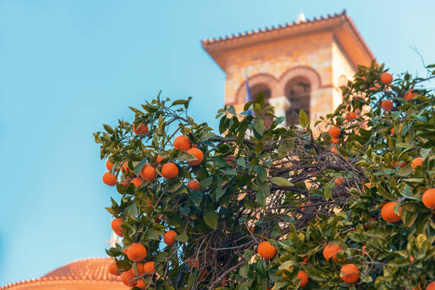 istock fresh ripe oranges on a branch in Athens 1493120038