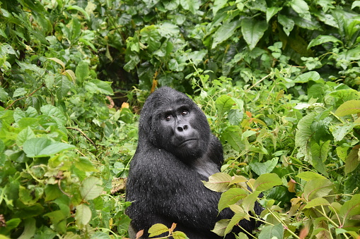 Close up photo of a gorilla looking to the side