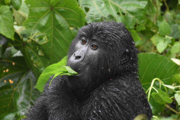 istock Bwindi Impenetrable National Park 1493120792