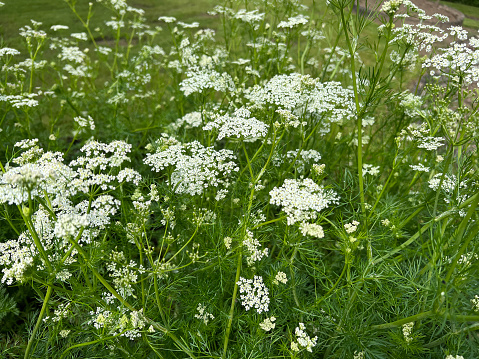 Cumin, Echter, Carum carvi is a medicinal and spice plant with white flowers.