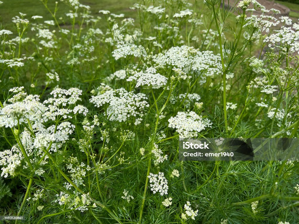 Kuemmel, Echter, Carum, carvi Cumin, Echter, Carum carvi is a medicinal and spice plant with white flowers. Caraway Stock Photo
