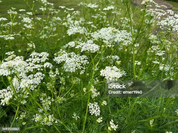 Kuemmel Echter Carum Carvi Stock Photo - Download Image Now - Caraway, Uncultivated, Herb