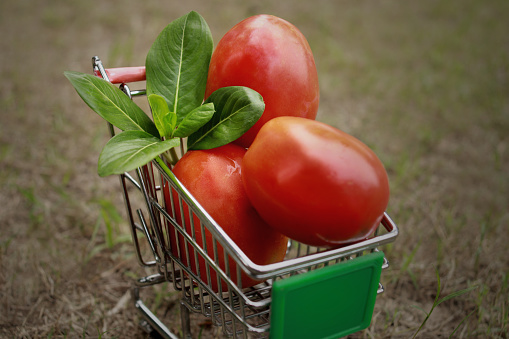 Fresh red tomatoes in shopping cart outdoors in the park.