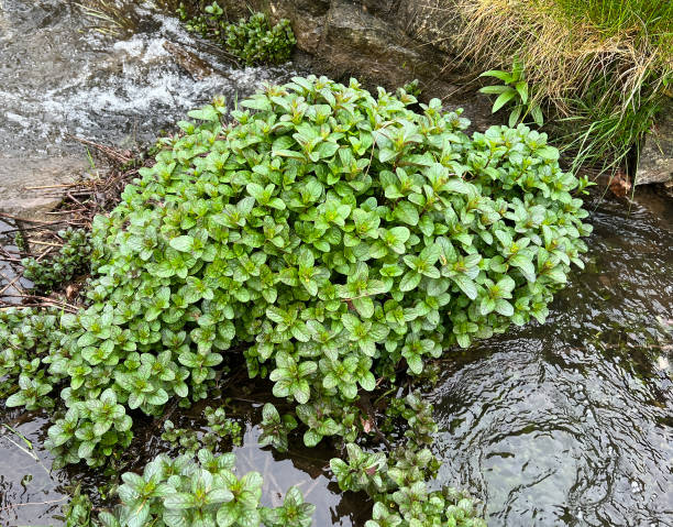 menta acuática, mentha aquatica - mentha aquatica fotografías e imágenes de stock