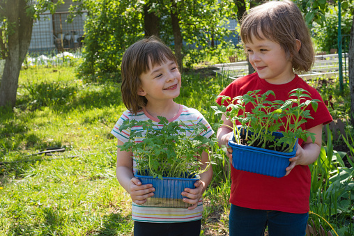 Smiling girls holding boxes with fresh tomato seedlings. Concept of gardening, gardening and healthy eating. Copy space