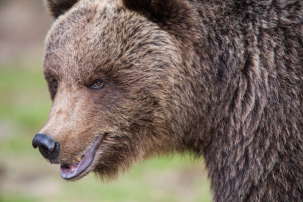 istock Brown bear in Finnish forest 149312376