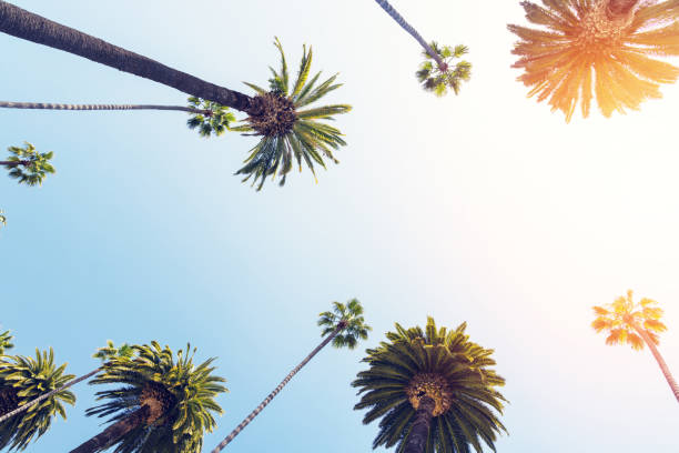istock A perfect summer day and tall palms 1493124111