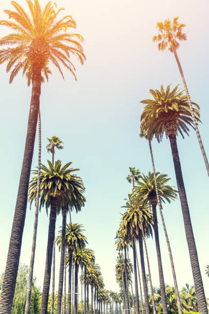 istock A perfect summer day and tall palms 1493124142