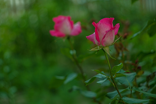 Two roses on a grassy background. Pink flowers. Flowers in the garden. Plain photo of roses.