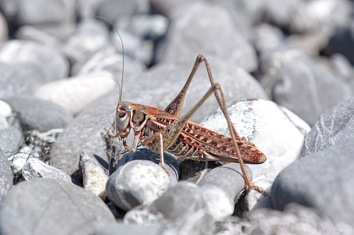 Locust macro shot . Insect standing on the grey stones