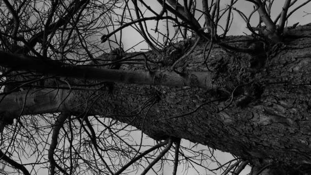 istock Black and white trees in wintertime 1493126969