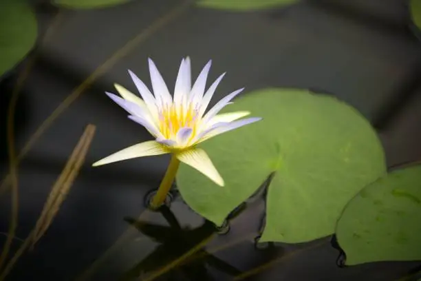 A stunning water lily floating in a tranquil pond surrounded by lush green foliage and clear, still water
