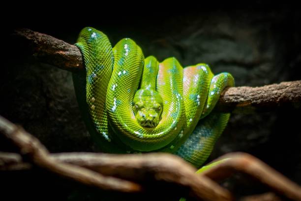 istock a snake curled around on a branch looking at the camera 1493129029