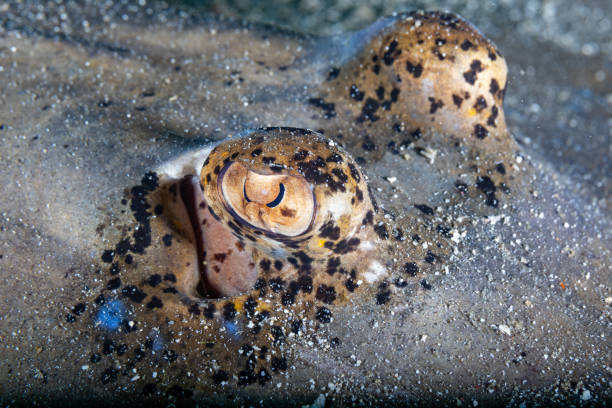 istock Close-up view of the spotted sting ray's eyes 1493129060
