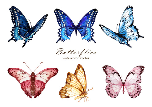 Set of Butterfly watercolor vector elements design. Suitable for decorative spring festivals, Winter, Valentine's Day, invitations, or greeting cards.