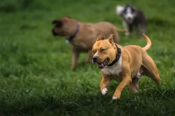 A young Pit bull terrier breed dog running joyfully on a lush green grassy field