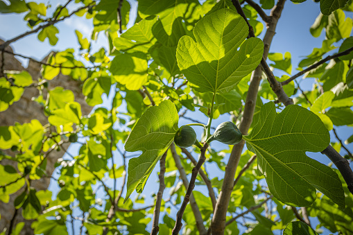 view of a fig tree, close-up, under a blue sky