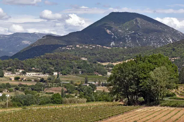 countryside landscape with vineyards in Provence, Vaucluse, France