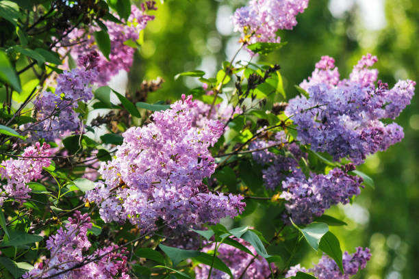 istock syringa vulgaris blossom in spring 1493132621