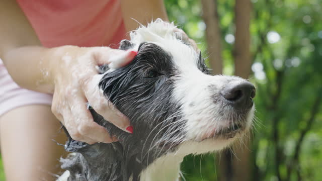 Woman owner take a shower to her border collie outdoor in garden on summer.