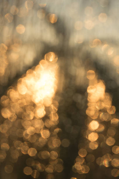 istock Yellow bokeh camera green leaf sunset time 1493132866