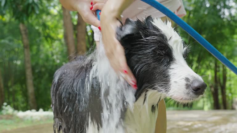 Woman owner take a shower to her border collie outdoor in garden on summer.