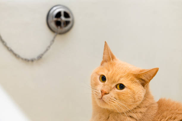 istock cat sits in the bath before washing. 1493133323