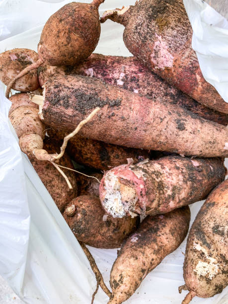 istock Cassava just harvested in a plastic bag 1493133565