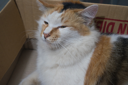 Female cat head sleep inside the cardboard box