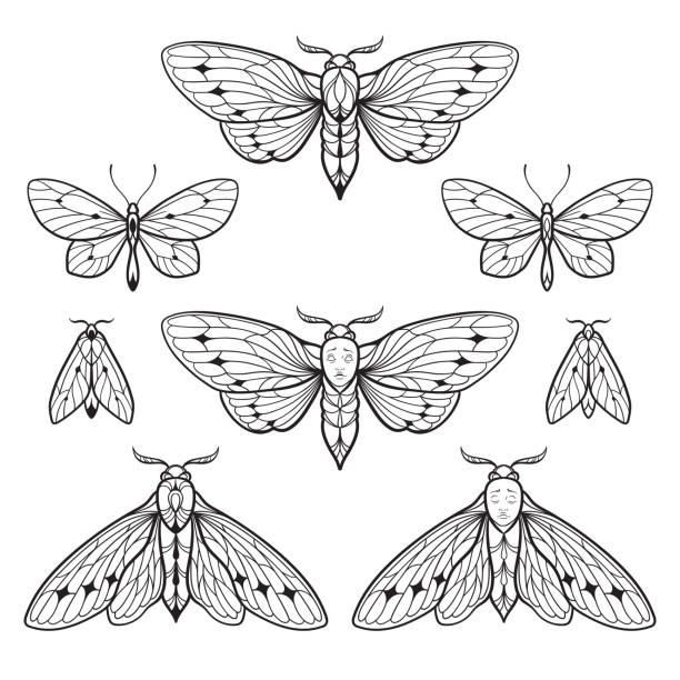 мотыльки и бабочки, нарисованные от руки, линейная графика, готический дизайн татуировки, набор, изолированная векторная иллюстрация - moth stock illustrations