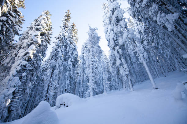 istock Paltinis Sibiu winter Romania Transylvania 1493135836