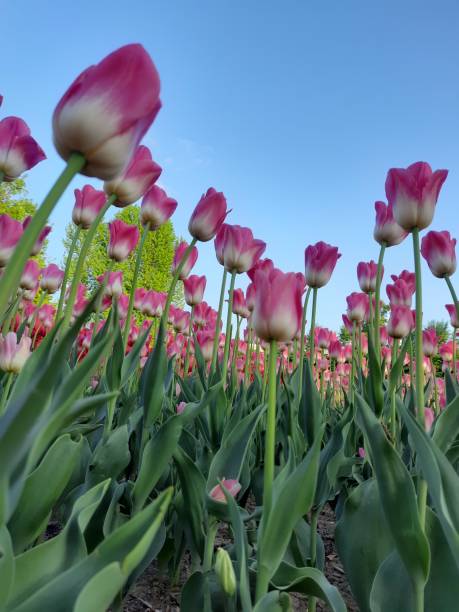 istock Blooming tulips against the blue sky 1493137017