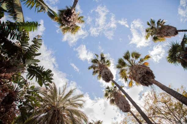California Fan Palm Trees (Washingtonia filifera) are seen at sunrise over a residential neighborhood of Palm Springs, Coachella Valley, Southern California, USA.