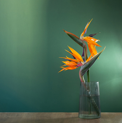 bird of paradise flowers in vase on green background
