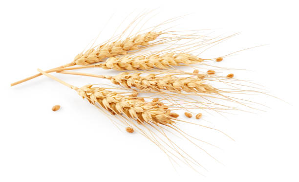 Ears of wheat isolated on white background stock photo