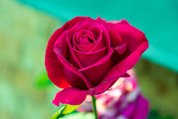 Red rose blooming in late Autumn in the garden at Woy Woy, NSW, Australia