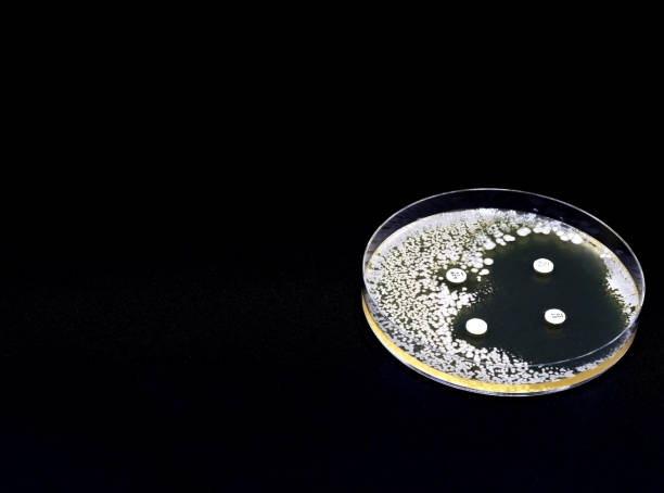 una placa de petri de cultivo microbiológico con bacterias donde se ha realizado una prueba de resistencia a antibióticos - mrsa bacterium streptococcus staphylococcus fotografías e imágenes de stock