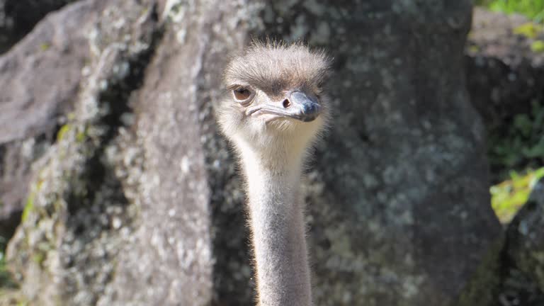 Ostrich headshot portrait