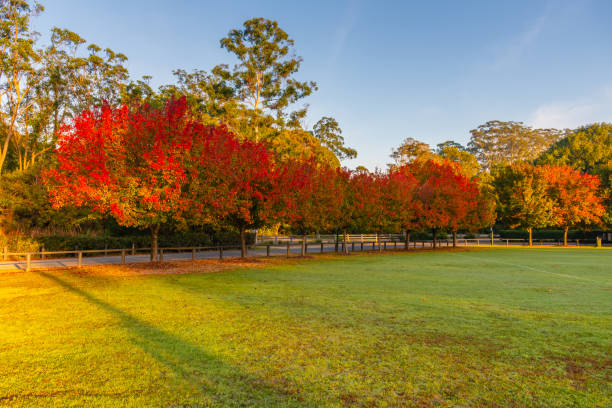 Early Morning Autumn Hues