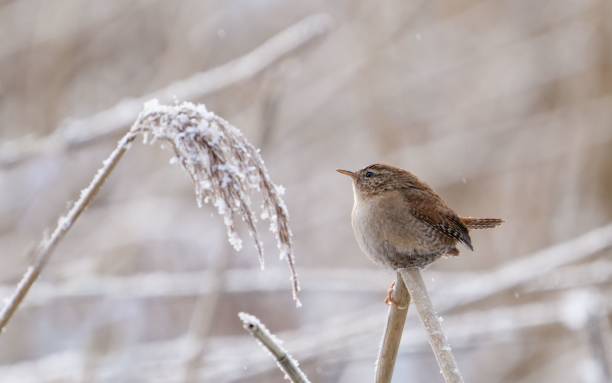 istock Small brown bird perched atop a bare tree branch against a snowy field 1493143167