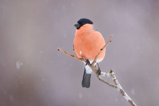 istock the small bird has orange breast and black feathers on a twig 1493143186